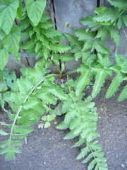 Pastinaca sativa