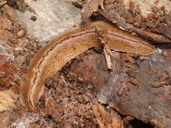 Australopacifica lucasi