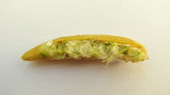 Trigonia nivea pubescens