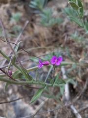 Boechera breweri