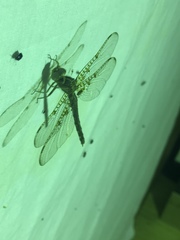 Neurocordulia xanthosoma