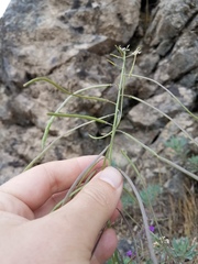 Boechera breweri