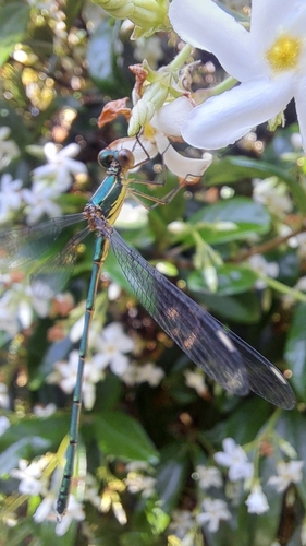 Western Willow Spreadwing, 2641 JL Pijnacker, Nederland, photo 8 of 10