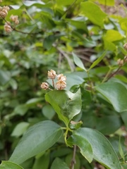 Philadelphus lewisii