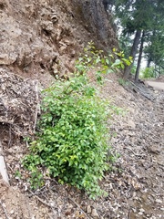 Philadelphus lewisii