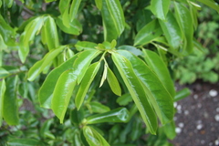 Annona muricata