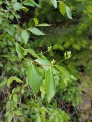 Philadelphus lewisii