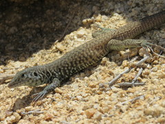 Aspidoscelis tigris tigris