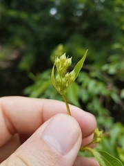 Philadelphus lewisii