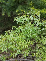 Philadelphus lewisii