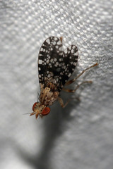 Trypetoptera punctulata