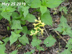 Corydalis speciosa
