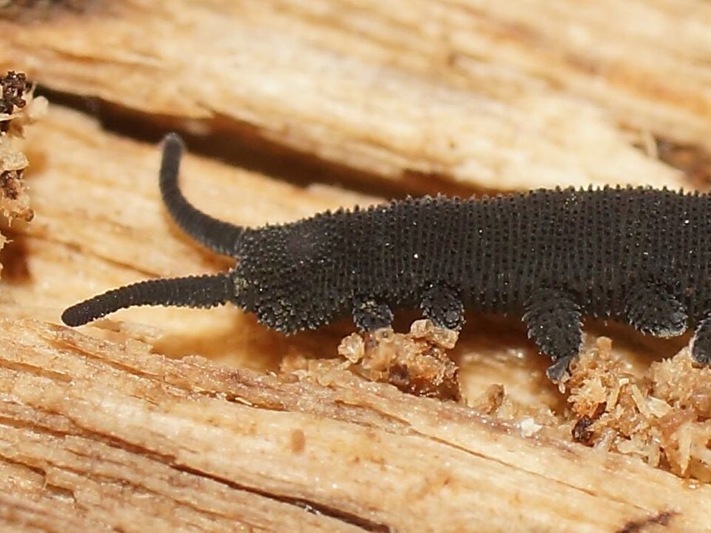 lawn-headed velvet worms
