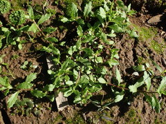 Centipeda aotearoana