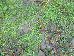 Glossostigma elatinoides