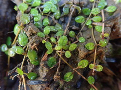 Glossostigma elatinoides