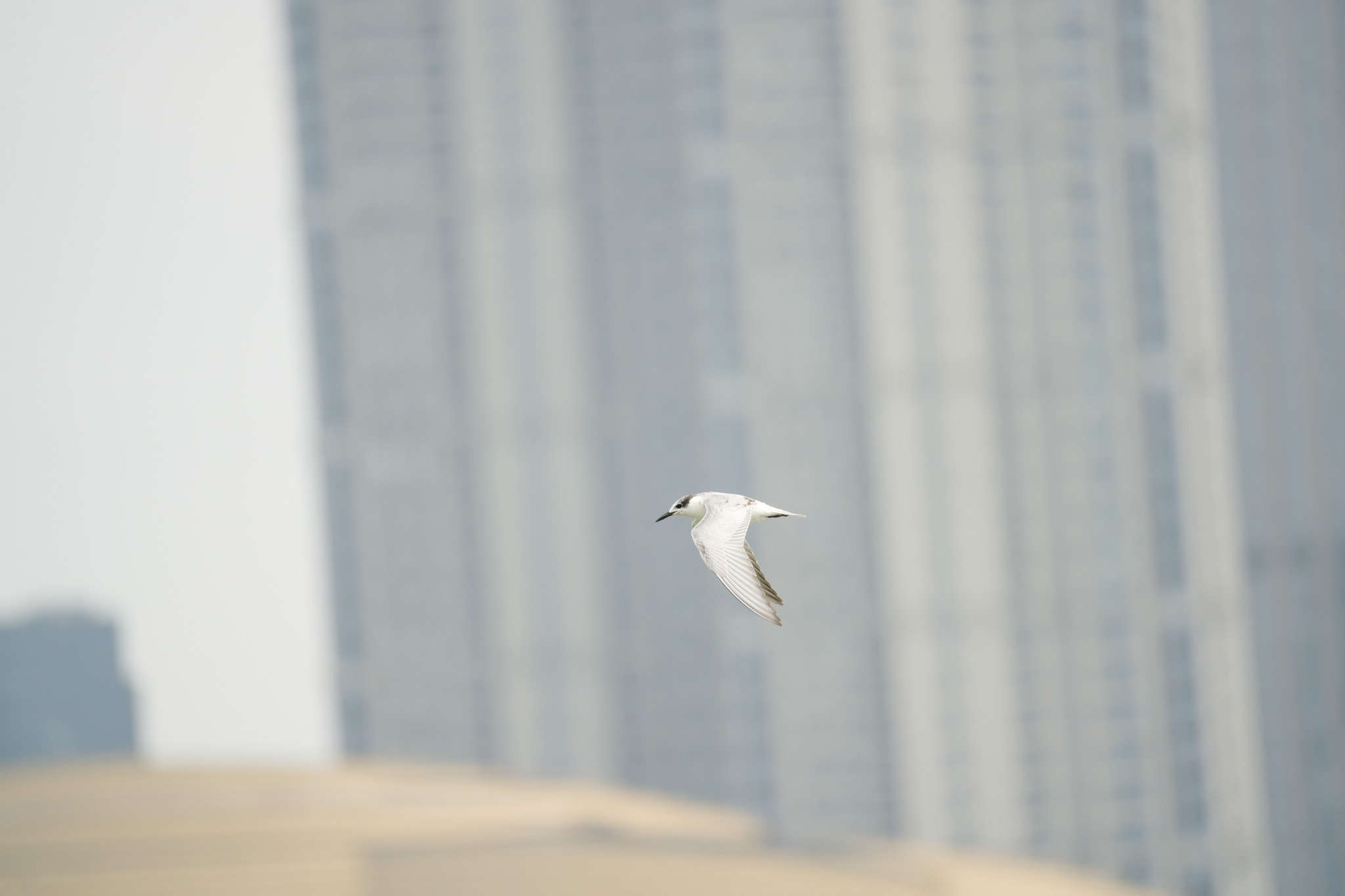 Whiskered Tern