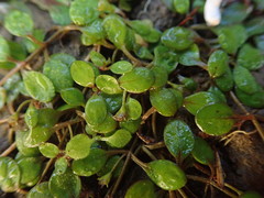 Glossostigma elatinoides