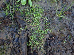 Glossostigma elatinoides