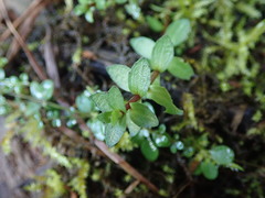 Gratiola sexdentata