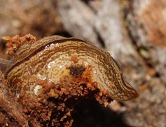 Australopacifica lucasi