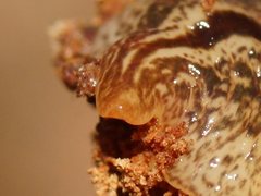 Australopacifica lucasi