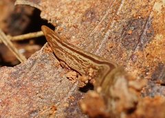 Australopacifica lucasi