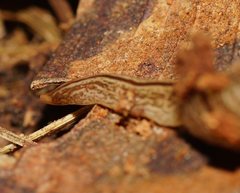 Australopacifica lucasi