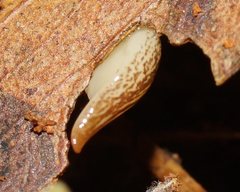 Australopacifica lucasi