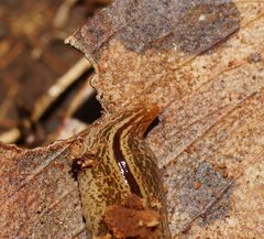 Australopacifica lucasi