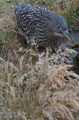 Nycticorax nycticorax falklandicus