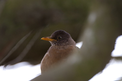 Turdus falcklandii falcklandii