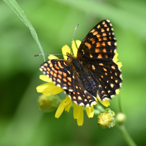 False Heath Fritillary