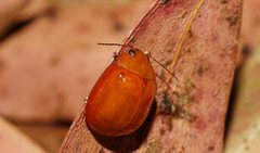 Paropsisterna aequalis