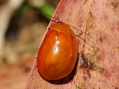 Paropsisterna aequalis