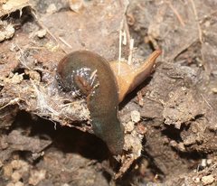 Caenoplana walhallae