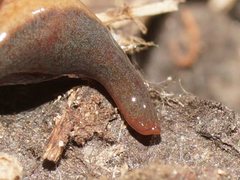 Caenoplana walhallae