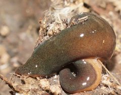 Caenoplana walhallae