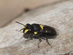 Hylaeus honestus
