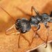 Black Jumper Ant - Photo (c) Reiner Richter, some rights reserved (CC BY-NC-SA), uploaded by Reiner Richter