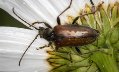 Brachysomida californica