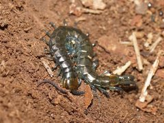 Cormocephalus esulcatus