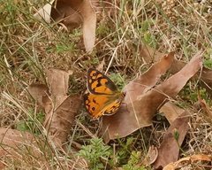 Heteronympha penelope