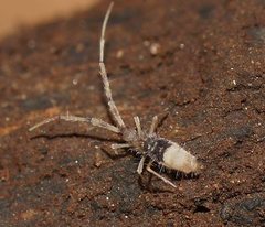 Paronellides
