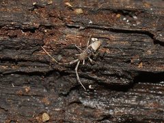 Paronellides