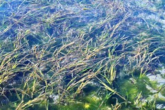 Zostera japonica