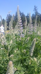Lupinus albicaulis