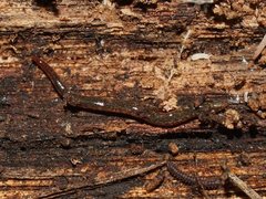 Reomkago quadrangulata