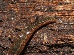 Reomkago quadrangulata