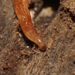 Argonemertes australiensis